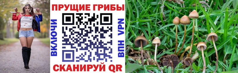 кракен вход  сколько стоит  Горбатов  Галлюциногенные грибы Psilocybe 